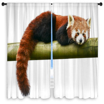 Red Panda Window Curtains 96102896