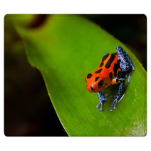 Red Poison Frog Rugs 37970174