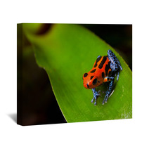 Red Poison Frog Wall Art 37970174