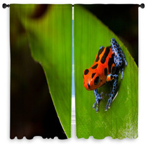 Red Poison Frog Window Curtains 37970174