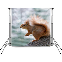 Red Squirrel On Tree Backdrops 97008081