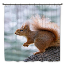 Red Squirrel On Tree Bath Decor 97008081