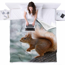 Red Squirrel On Tree Blankets 97008081