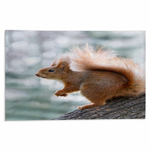 Red Squirrel On Tree Rugs 97008081