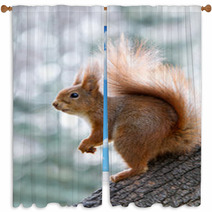 Red Squirrel On Tree Window Curtains 97008081
