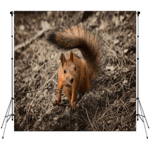 Red Squirrel Seating On The Earth. Backdrops 101053175