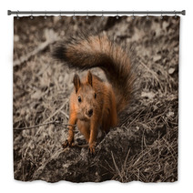 Red Squirrel Seating On The Earth. Bath Decor 101053175