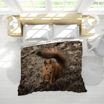 Red Squirrel Seating On The Earth. Bedding 101053175
