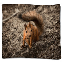 Red Squirrel Seating On The Earth. Blankets 101053175