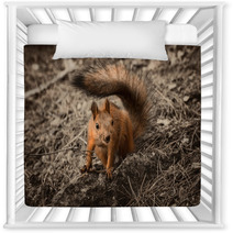 Red Squirrel Seating On The Earth. Nursery Decor 101053175