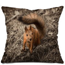 Red Squirrel Seating On The Earth. Pillows 101053175
