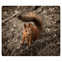 Red Squirrel Seating On The Earth. Rugs 101053175