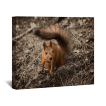 Red Squirrel Seating On The Earth. Wall Art 101053175