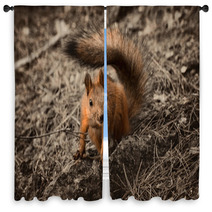 Red Squirrel Seating On The Earth. Window Curtains 101053175