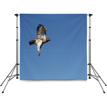 Red-tailed Hawk In Flight Backdrops 18401105