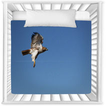 Red-tailed Hawk In Flight Nursery Decor 18401105