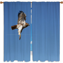 Red-tailed Hawk In Flight Window Curtains 18401105