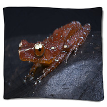 Red Tree Frog / Nyctixalus Pictus Blankets 44346996