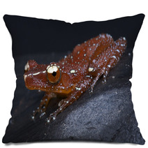 Red Tree Frog / Nyctixalus Pictus Pillows 44346996