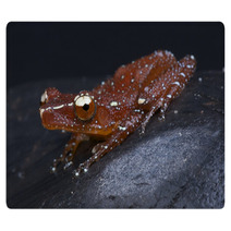 Red Tree Frog / Nyctixalus Pictus Rugs 44346996