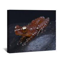 Red Tree Frog / Nyctixalus Pictus Wall Art 44346996