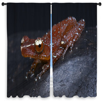 Red Tree Frog / Nyctixalus Pictus Window Curtains 44346996