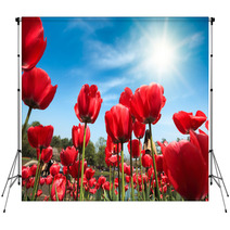 Red Tulips Under Blue Sky Backdrops 51101861