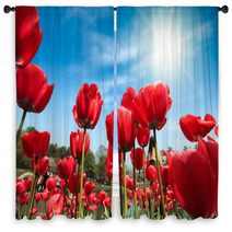 Red Tulips Under Blue Sky Window Curtains 51101861