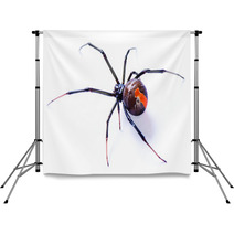 Redback Spider Latrodectus Hasselti On White Background Backdrops 39041065