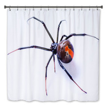 Redback Spider Latrodectus Hasselti On White Background Bath Decor 39041065