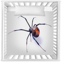 Redback Spider Latrodectus Hasselti On White Background Nursery Decor 39041065