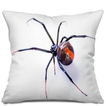 Redback Spider Latrodectus Hasselti On White Background Pillows 39041065