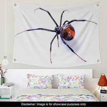 Redback Spider Latrodectus Hasselti On White Background Wall Art 39041065