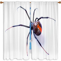 Redback Spider Latrodectus Hasselti On White Background Window Curtains 39041065