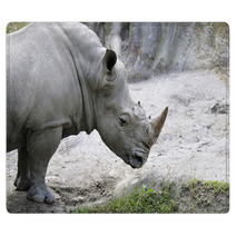 Rhino 1 Rugs 31787480