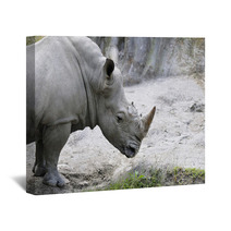 Rhino 1 Wall Art 31787480
