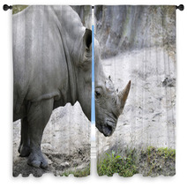Rhino 1 Window Curtains 31787480