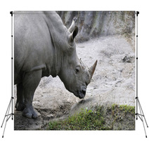 Rhino Backdrops 61937674