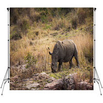 Rhino Backdrops 66216422
