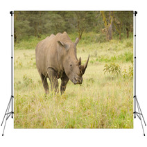 Rhino On African Grasslands Backdrops 58393197