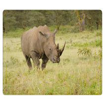 Rhino On African Grasslands Rugs 58393197