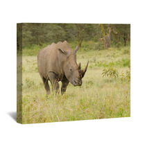Rhino On African Grasslands Wall Art 58393197