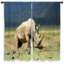 Rhino Window Curtains 64545782