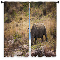 Rhino Window Curtains 66216422