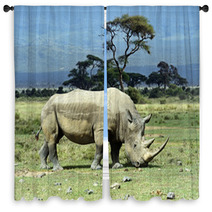 Rhino Window Curtains 68442485