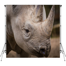 Rhinoceros Backdrops 61614755
