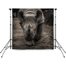 Rhinoceros Facing The Camera Backdrops 61603318