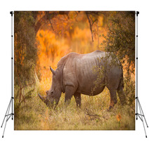 Rhinoceros In Late Afternoon Backdrops 46566724