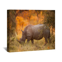 Rhinoceros In Late Afternoon Wall Art 46566724