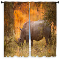 Rhinoceros In Late Afternoon Window Curtains 46566724